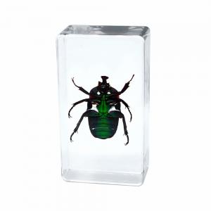 China Insect Amber Resin Craft Table Decoration Paperweight factory