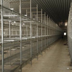 Buy cheap 6 8 Tiers Pullet Layer Chicken Cage 17000 Eggs /H Collection Poultry Battery from wholesalers