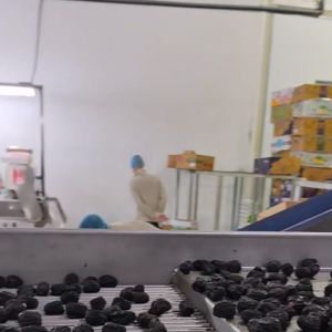 China High-capacity Dates Sorting Machine, 304 Stainless Steel, 8 lanes+10 outlets, High Precision, Direct from the Manufacturer on sale China High-capacity Dates Sorting Machine, 304 Stainless Steel, 8 lanes+10 outlets, High Precision, Direct from the Manufacturer on sale