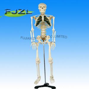China hot sale artificial human skeleton, medical life size human skeleton model factory