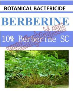 China 10% Berberine SC, biopesticide, organic bactericide, botanic, natural factory