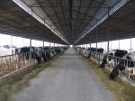 Pre-engineered Steel Framing Systems Breeding Cow / Horse With Roof Panels