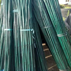 China 20cm Painted Raw Bamboo Poles Stakes Rods Green Decoration factory