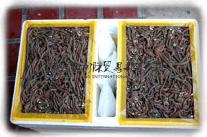 China Top living marine bait, lugworm, lobworm,all-round bait,Koreano on sale