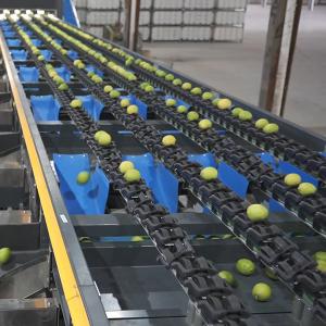 China Automatic PLC Control Fruit Sorting Machine For Lemons Sorting factory