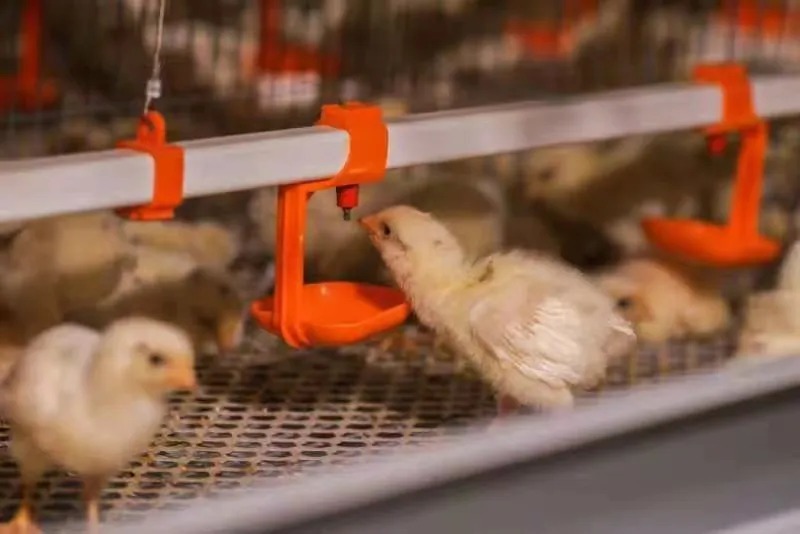 Galvanized Steel Automatic Chicken Cage with Adjustable Ventilation System for Low Maintenance Poultry Farming