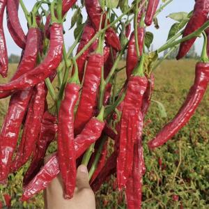 China Dehydrated  Spanish Red Chili Pods High In Vitamin A And C Authentic Flavor on sale