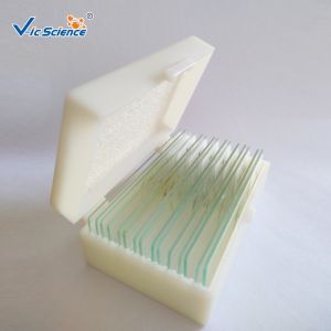China Rice Anther Meiosis Prepared Microscope Slides Glass 12pcs Odm Service factory