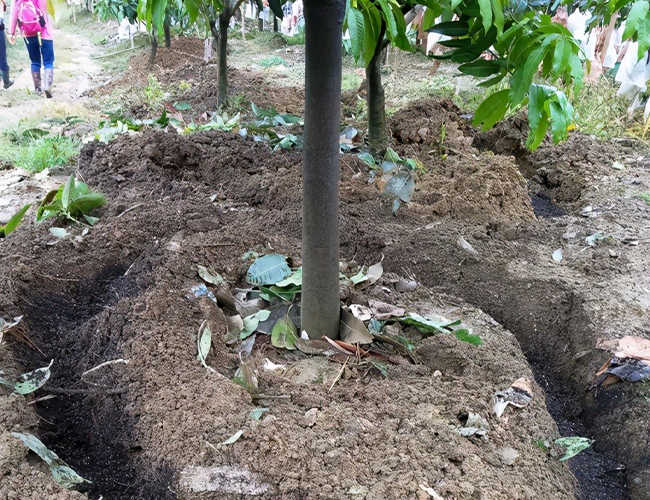 Custom NPK Compound Fertilizer Fast Dissolving Efficient Nutrient Delivery