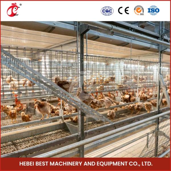 Streamlined Farming Process Poultry Brooder Cage Automatic Feeding And Cleaning Mia