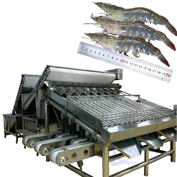 China Seafood and shrimp grading processing machine, shrimp and fish sorting machine, crayfish and shrimp grading machine factory