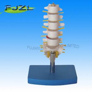China Medical Sicence Lumbar Spinal Column with Sacral and Coccyx Bones factory