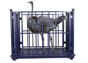 China LED OEM Cattle Weighing Scales Industrial Blue For Farm on sale