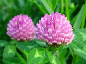 China Red Clover Extract, Red Clover Extract powder,Red Clover P.E.,total Isoflavones 2.5%-80% factory