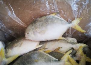 China 400G​ Frozen Pomfret Fish on sale