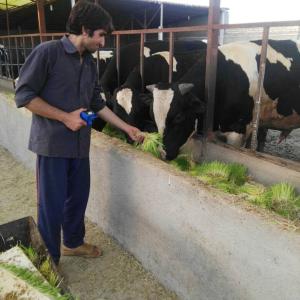 Daily 200kg Sorghum Fodder Sprouting System ODM Seed Germination Machine