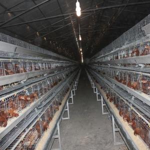 China A Frame Poultry Battery Cage Automatic Feeding Cleaning System factory