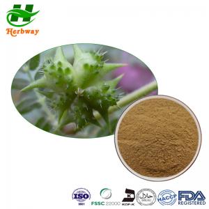 China Tribulus Terrestris Extract 40%-95% Saponins Powder Food Grade on sale