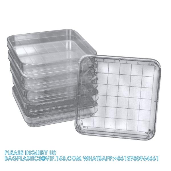 Polystyrene Square Integrid Petri Dish Container for School Lab Science Experiment Alphanumeric Gridlines