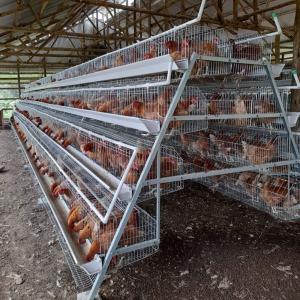 China A Type Stainless Steel Chicken Cage Hot Galvanized Or Cold Galvanized factory