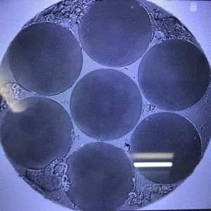 Multi Core Optical Fiber Scientific Research Products 6 hexagon arranged