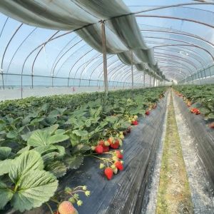 China JX-A00160 Drip Irrigation Tunnel Greenhouse for Agriculture Customized to Your Needs on sale