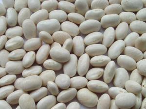 China High quality Pure White Kidney Bean Extract Wholesale, Natural White Kidney Bean Extract on sale