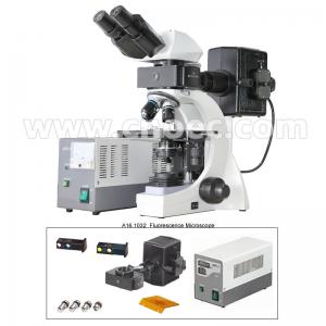 China Infinite Binocular Fluorescence Microscope 3W LED Lamp B and G Filter A16.1032 on sale