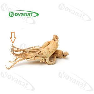 China Ginseng Rootlets Organic Dried Herbs Improving Immunity / Food Supplement factory