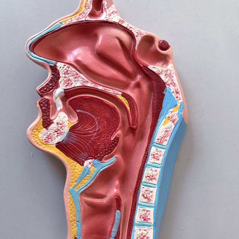 Plastic Simulation 86cm Small Anatomy Models Human Blood Circulatory System