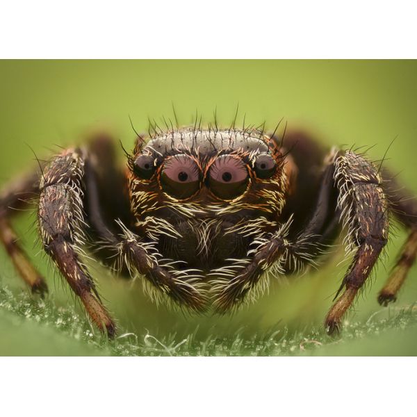 0.7×-4.5× Stereo Optical Microscope Binocular Stereoscopic Microscope