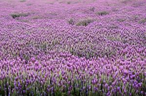 China natural lavender essential oil,Lavender oil factory