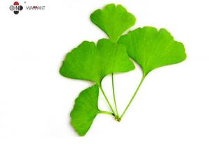 China 24% Flavonoids Water Soluble Ginkgo Biloba Extract factory