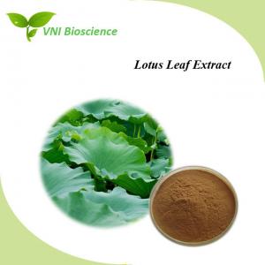 China OEM Lotus Leaf Extract Nuciferine 2% 10% Folium Nelumbinis Extract factory
