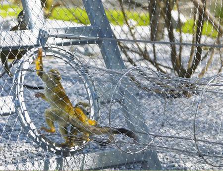 Stainless Steel Wire Rope Mesh for monkey