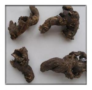 China Crude medicine of Rhizoma Cimicifugae,black cohosh root factory