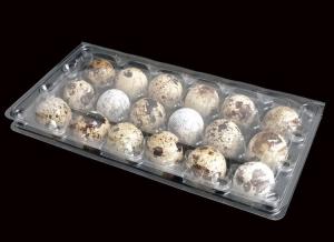 China 3x6 Range Clear Plastic 18 hole Quail Egg Cartons With Hinged Lid on sale