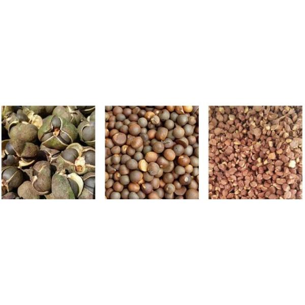 Camellia Seed Shelling Sorting Automatic Food Processing Machine Commercial