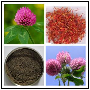 China Red Clover Extract,soflavones 8% 20% 40%,CAS No.:491-80-5 factory