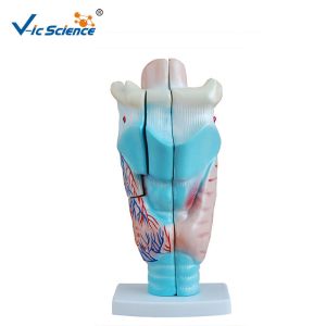 China Learning Resources Magnified Human Larynx Model 3 Time Enlarged VIC-301 factory