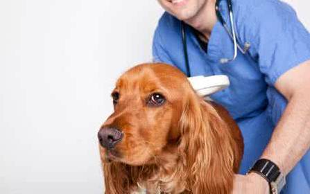 Universal RFID Microchip Scanner 134.2khz For Pets