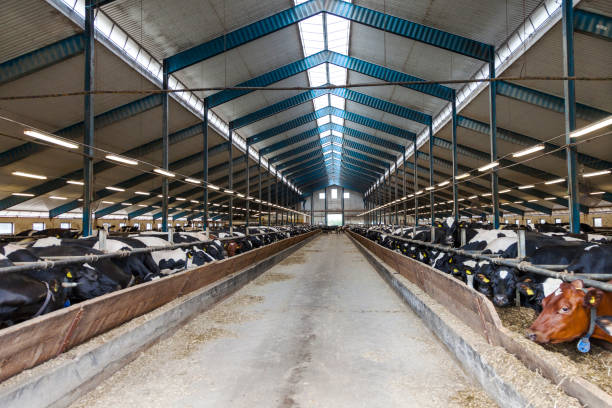 Modern Customized Design Cattle Shed with Rust-resistant Weatherproof Construction and Natural Ventilation for Efficient Livestock Farming