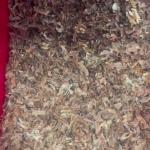 Walnut Kernel Sorting Machine Intelligent Multi-Angle Imaging Modular Design