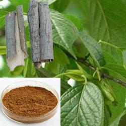 China 98% Chlorogenic Acid Eucommia Ulmoides Extract Leaf For Osteoporosis on sale