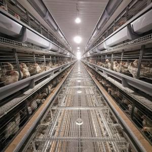 China Chicken Animals Battery Cages Layer System With Auto Feeder Drinker And Cleaner factory