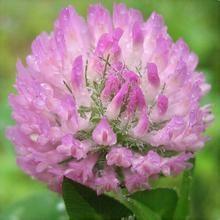 China Red Clover Extract, soflavones 2.5% 8% 20% 40% HPLC, Chinese exporter with high quality, sShaanxi Yongyuan Bio-Tech factory