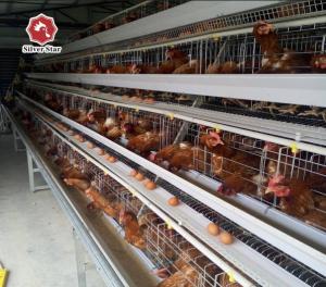 China 43*41*41cm Per Door Size A Type Battery Cage Poultry Farming factory