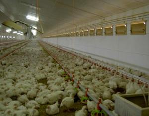 China Chicken house cooling system pig system farm cooling pad system factory