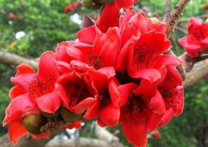 China Commen Bomhax Flower malabaricum DC roots Kapok ceiba silk red cotton tree Mu mian factory