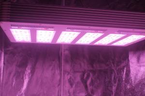 China 1.5g/watt 630W  LED Growing Light  with full spectrum For Plants Growth on sale